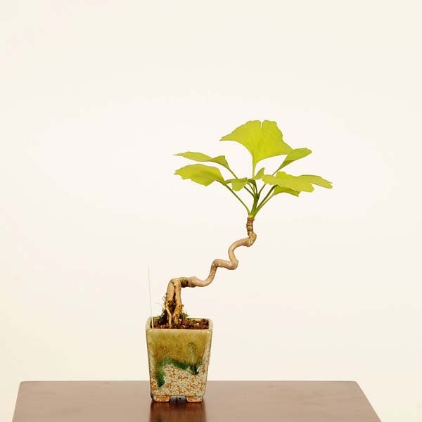 盆栽：銀杏(イチョウ)*現品 一点物 いちょう Icho bonsai ミニ盆栽