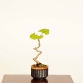 ߺϡ(祦)* ʪ 礦 Icho bonsai  ߥߺ