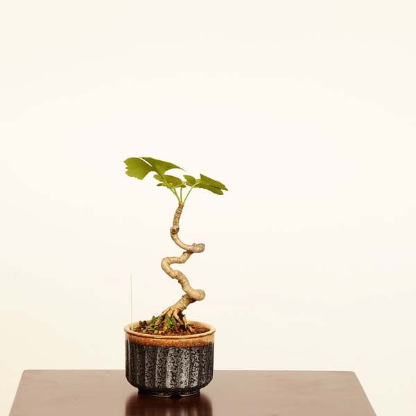 盆栽：銀杏(イチョウ)*現品 一点物 いちょう Icho bonsai ミニ盆栽