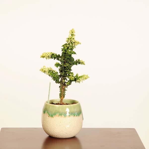 盆栽：初雪石化桧(ひのき)*現品 一点物 ヒノキ Hinoki bonsai
