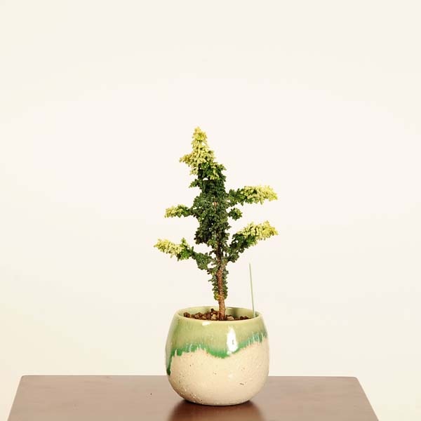 盆栽：初雪石化桧(ひのき)*現品 一点物 ヒノキ Hinoki bonsai ミニ盆栽