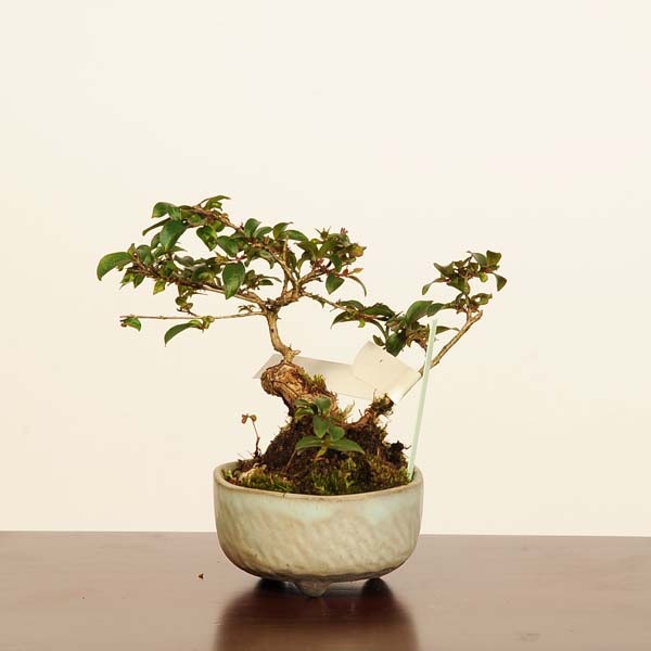 盆栽：百日紅*現品 一点物 さるすべり サルスベリ sarusuberi bonsai