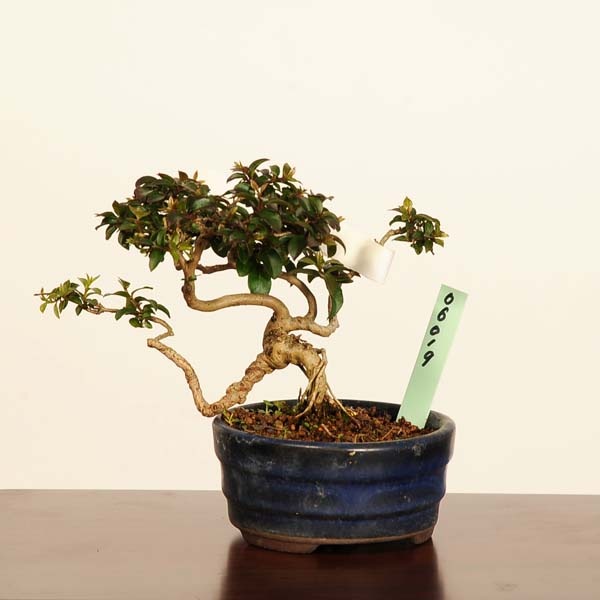 �ߺϡ�ɴ����*���� ����ʪ ���뤹�٤ꡡ���륹�٥� sarusuberi��bonsai ���ߥ��ߺ�