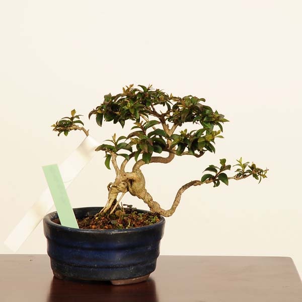 盆栽：百日紅*現品 一点物 さるすべり サルスベリ sarusuberi bonsai