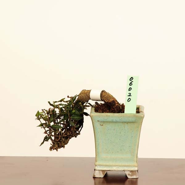 ߺϡ˳ʥ󥫥*  ʪ 󤫤顡 Kazura bonsai ߥߺ