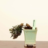 ߺϡ˳ʥ󥫥*  ʪ 󤫤顡 Kazura bonsai ߥߺ
