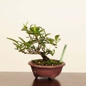 ߺϡԥ饫* ʪ Ԥ餫󤵡PyracanthaPirakansa bonsai ߥߺϡ
