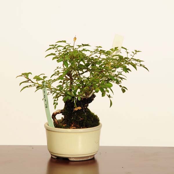 盆栽：姫薔薇*現品 一点物 バラ ばら bara bonsai ミニ盆栽 | 新着商品