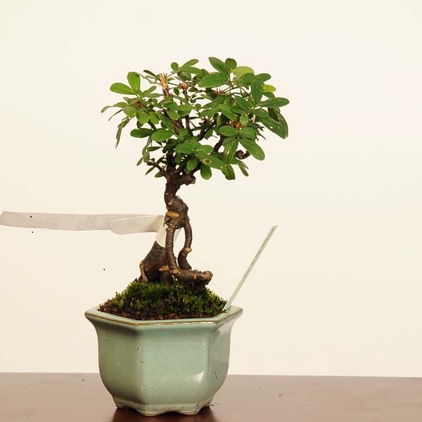 盆栽：金雀花(むれすずめ)*現品一点物 ムレスズメ Muresuzume bonsai