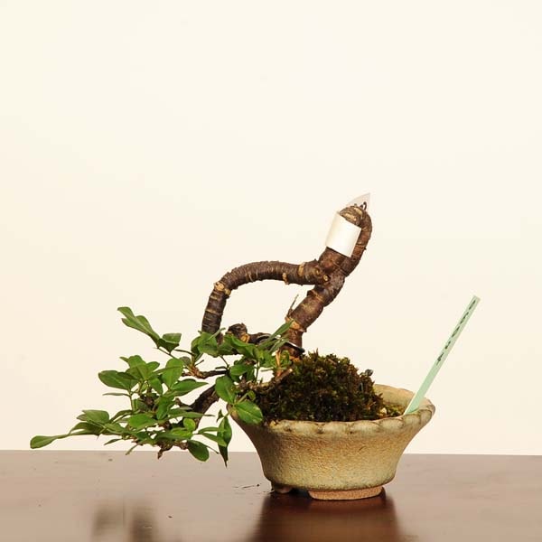 ߺϡ(줹)*ʰʪ  쥹ᡡMuresuzume bonsai ߥߺ