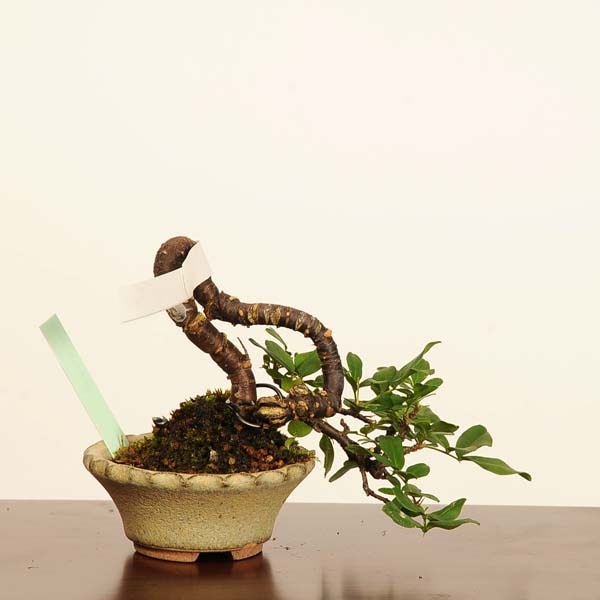 盆栽：金雀花(むれすずめ)*現品一点物 ムレスズメ Muresuzume bonsai