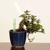 ߺϡ(줹)*ʰʪ  쥹ᡡMuresuzume bonsai ߥߺ