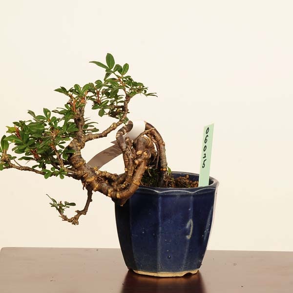 盆栽：金雀花(むれすずめ)*現品一点物 ムレスズメ Muresuzume bonsai