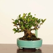 ߺϡ(ʤ)* ʪ ʥ Minarikuchinashi bonsai ߥߺ