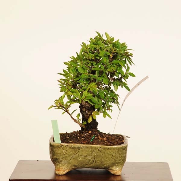 盆栽：楡欅（にれけやき） *現品 一点物 ニレケヤキ keyaki