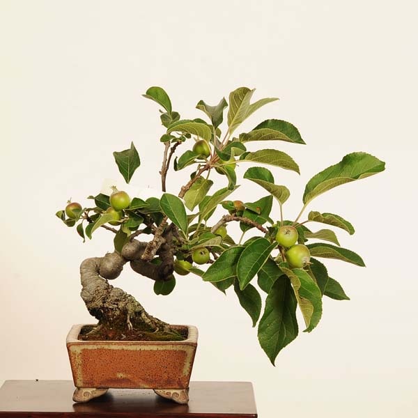 特選 盆栽：姫林檎（りんご・リンゴ）*現品 一点物 姫りんご ringo