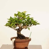 ߺϡˤ* ʪ ǡǡKaede bonsai ߺ