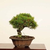  ߺϡվ()* ʪ 褦ޤġ襦ޥġGoyoumatsu bonsai ߺ