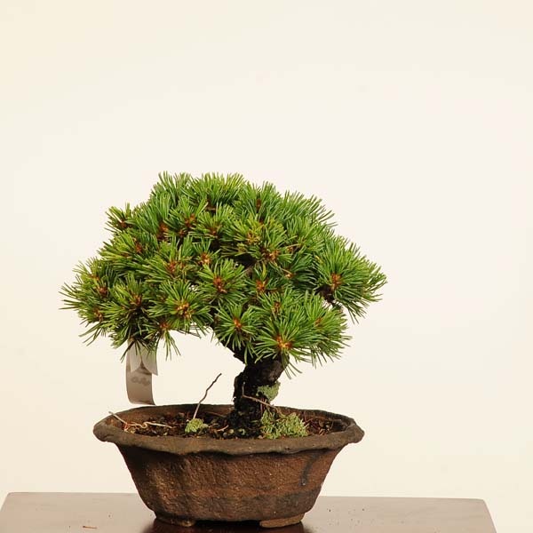特選 盆栽：五葉松(明星)*現品 一点物 ごようまつ ゴヨウマツ