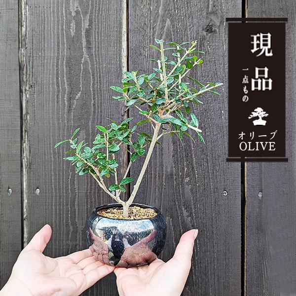 ߺϡ꡼֤*ŷܿƫȭ˸ ʪ olive ߥߺ