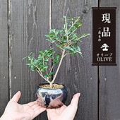 ߺϡ꡼֤*ŷܿƫȭ˸ ʪ olive ߥߺ