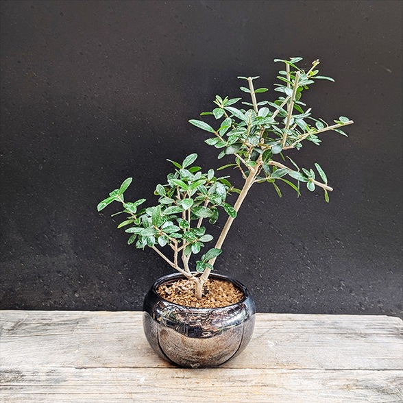モダン盆栽：オリーブの木*（天目色丸陶器鉢）現品 一点物 olive ミニ