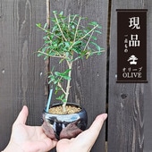ߺϡ꡼֤*ŷܿƫȭ˸ ʪ olive ߥߺ