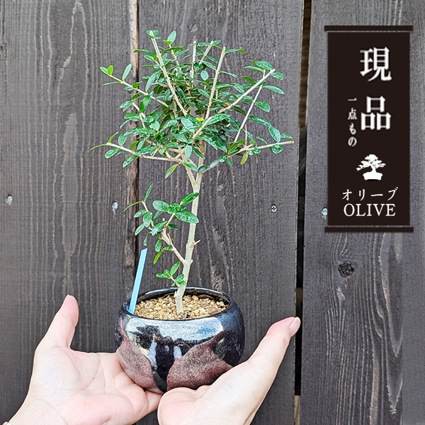 オリーブ ミニ盆栽 小豆島 オリーブのミニ盆栽 olive コリーブ 植物