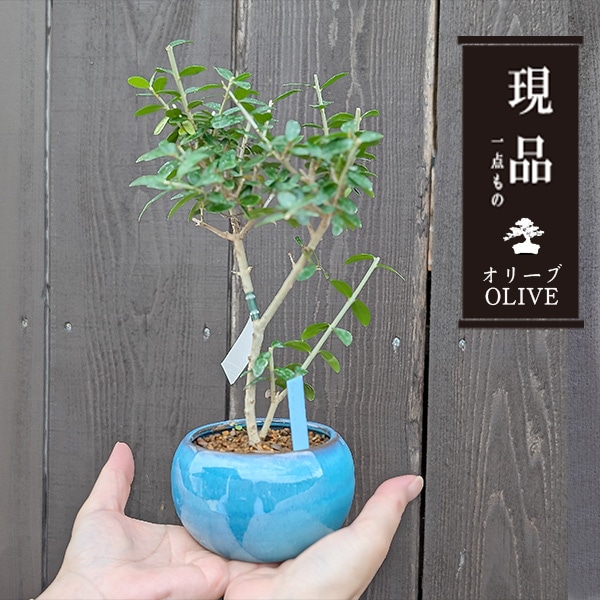 ߺϡ꡼֤*ʥȥ륳֥롼ƫȭ˸ ʪ olive ߥߺ
