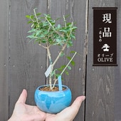 ߺϡ꡼֤*ʥȥ륳֥롼ƫȭ˸ ʪ olive ߥߺ