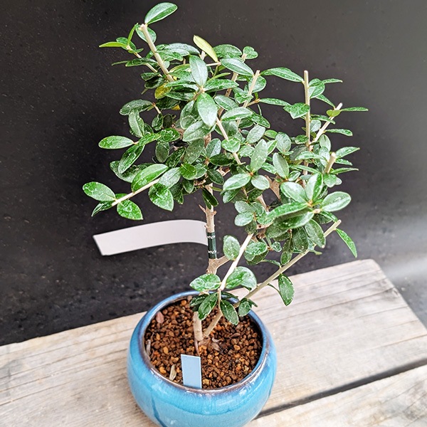 モダン盆栽：オリーブの木*（トルコブルー丸陶器鉢）現品 一点物 olive