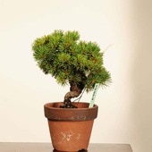 ߺϡվ()* ʪ 褦ޤġ襦ޥġGoyoumatsu bonsai ߺ