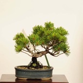 ߺϡվ* ʪ 褦ޤġ襦ޥġGoyoumatsu bonsai ߺ