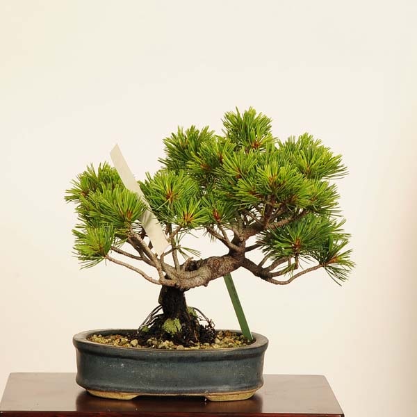 盆栽：五葉松*現品 一点物 ごようまつ ゴヨウマツ Goyoumatsu bonsai