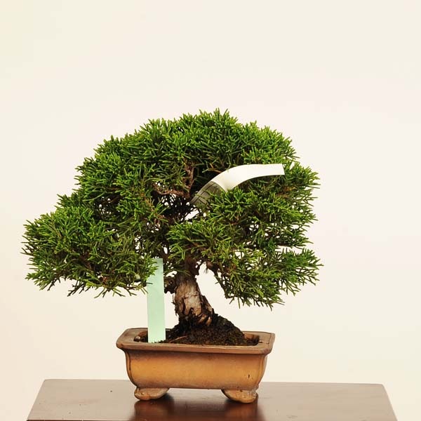 盆栽：糸魚川真柏 *現品 一点物 しんぱく シンパク Sabina chinesis