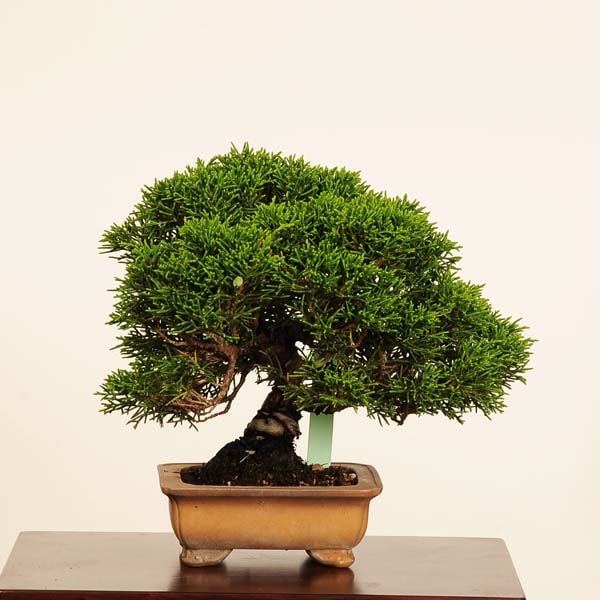 盆栽：糸魚川真柏 *現品 一点物 しんぱく シンパク Sabina chinesis