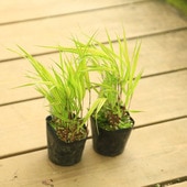 ڡ ɥС*áʤդդ˥ե2å