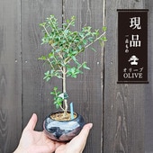 ߺϡ꡼֤*ŷܿƫȭ˸ ʪ olive ߥߺ