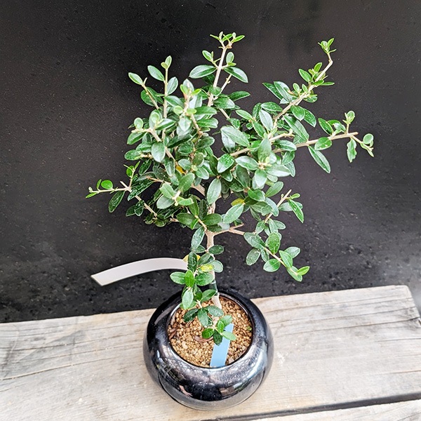 モダン盆栽：オリーブの木*（天目色モダン丸陶器鉢）現品 一点物 olive