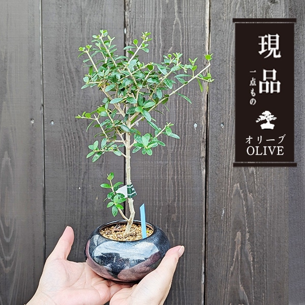 モダン盆栽：オリーブの木*（天目色モダン丸陶器鉢）現品 一点物