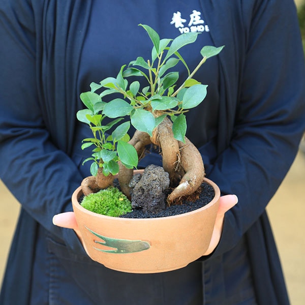 景色盆栽：ガジュマル2本寄せ*＜瀬戸焼鉢＞苔＆富士砂＆石付き