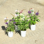 ���ڡ����� �ġ��֥åɥ쥢�ʥХ��ե饤�����ǥ����˥�ȥ�ѡ��ץ�*�ݥåȡ��������