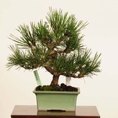 ߺ Ϲ* ʪ ޤġޥġKuromatsu bonsai ߺ