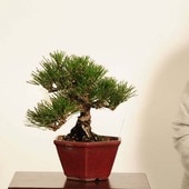 ߺ Ϲ* ʪ ޤġޥġKuromatsu bonsai ߺ