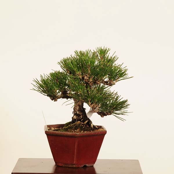盆栽 ：三河黒松*現品 一点物 くろまつ クロマツ Kuromatsu bonsai