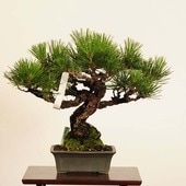 ߺ Ϲ* ʪ ޤġޥġKuromatsu bonsai ߺ