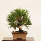 ߺ Ϲ* ʪ ޤġޥġKuromatsu bonsai ߺ