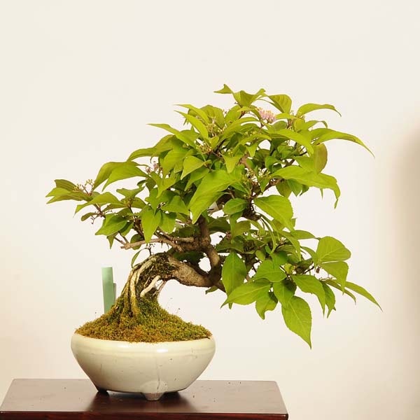 �ߺϡ����缰��(����餵��������)*���� ����ʪ ��饵�������֡�murasakishikibu Callicarpa japonica�����ߺ�