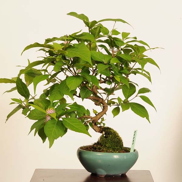 盆栽：小紫式部(こむらさきしきぶ)*現品 一点物 ムラサキシキブ