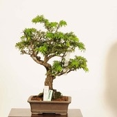 ߺ  * ʪ ĤĥKometsuga bonsai ߺ